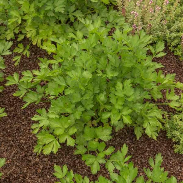 Aromatiques - Persil Lion - Graines d'Exception - face recto